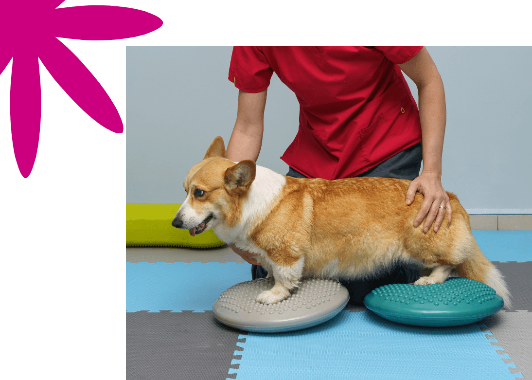 Physiotherapy and Pet Rehabilitation